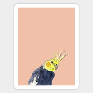 Cockatiel Watercolor Illustration with a coral background Sticker